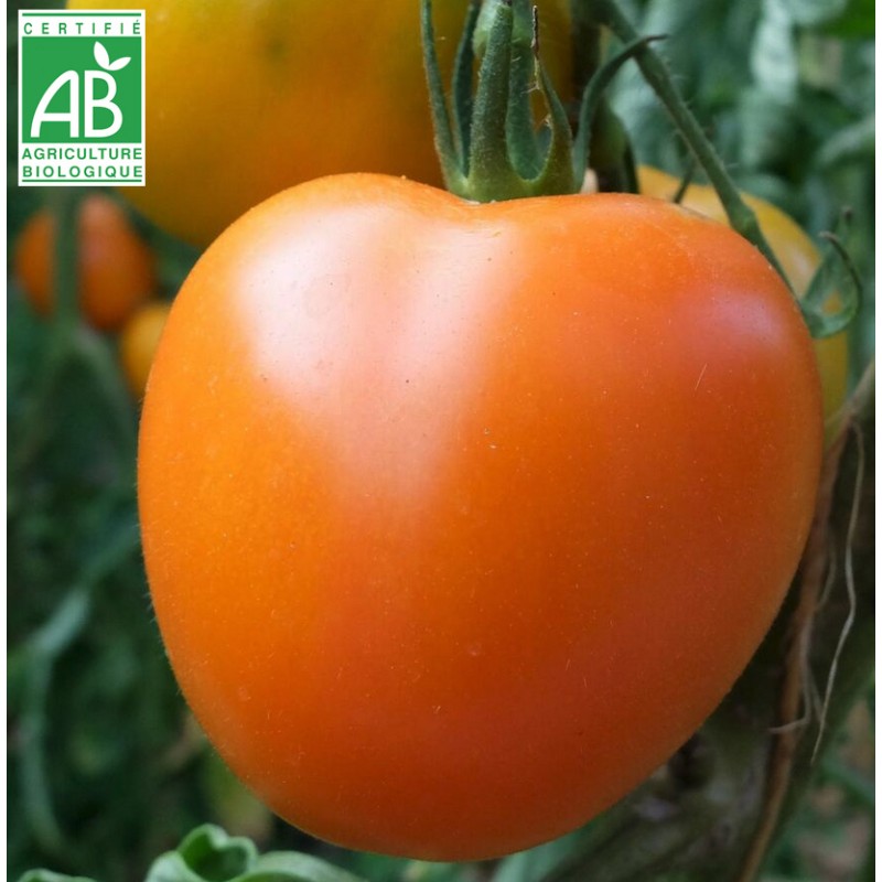 Tomate Kaki Coing BIO