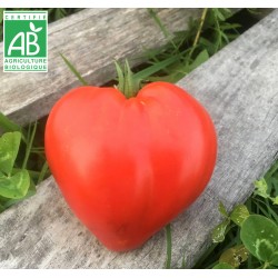 Tomate Coeur de Boeuf BIO