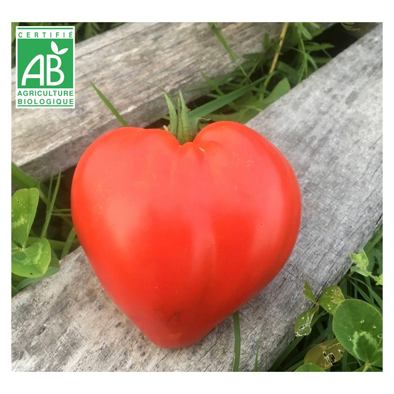 Tomate Coeur de Boeuf BIO