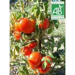 Tomate Marmande BIO