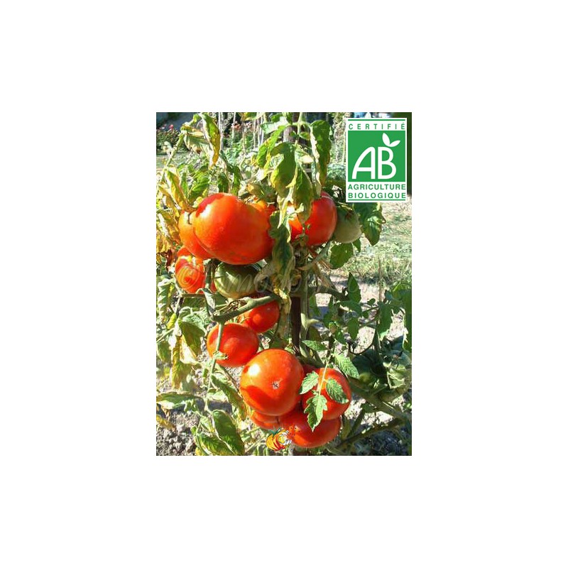 Tomate Marmande BIO