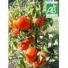 Tomate Marmande BIO