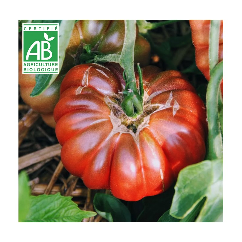 Tomate Purple Calabash BIO