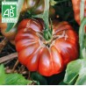 Tomate Purple Calabash BIO