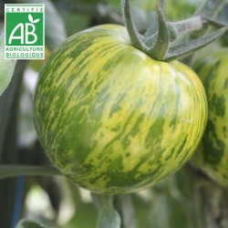 Tomate Green Zebra BIO