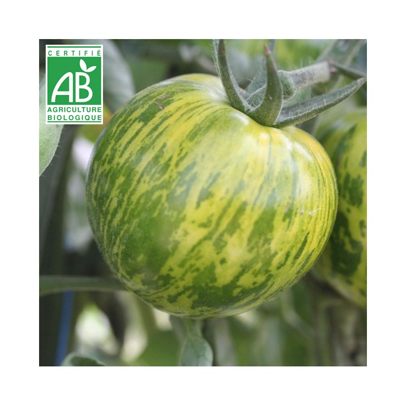 Tomate Green Zebra BIO