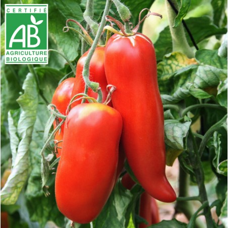 Tomate Andine Cornue BIO