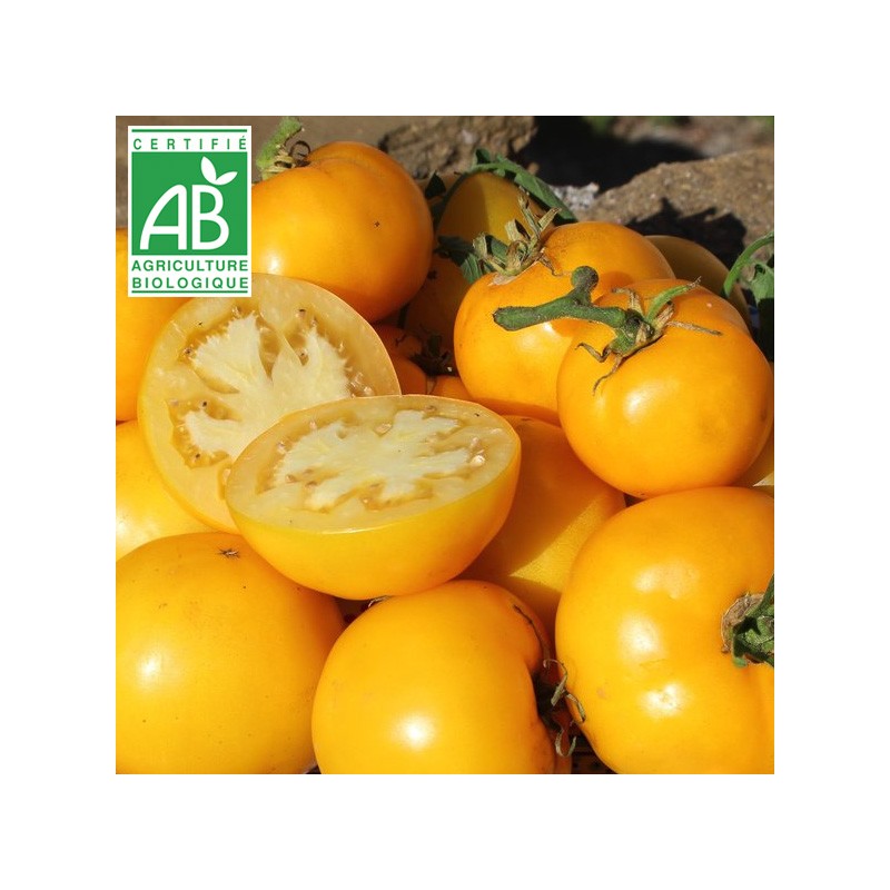 Tomate Golden Jubilée BIO