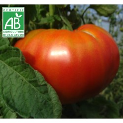 Tomate Beefsteack BIO