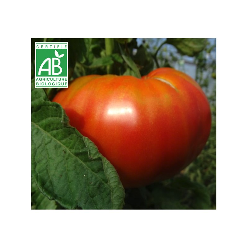 Tomate Beefsteack BIO