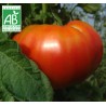 Tomate Beefsteack BIO