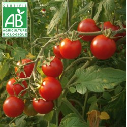 Tomate Cerise Rouge BIO