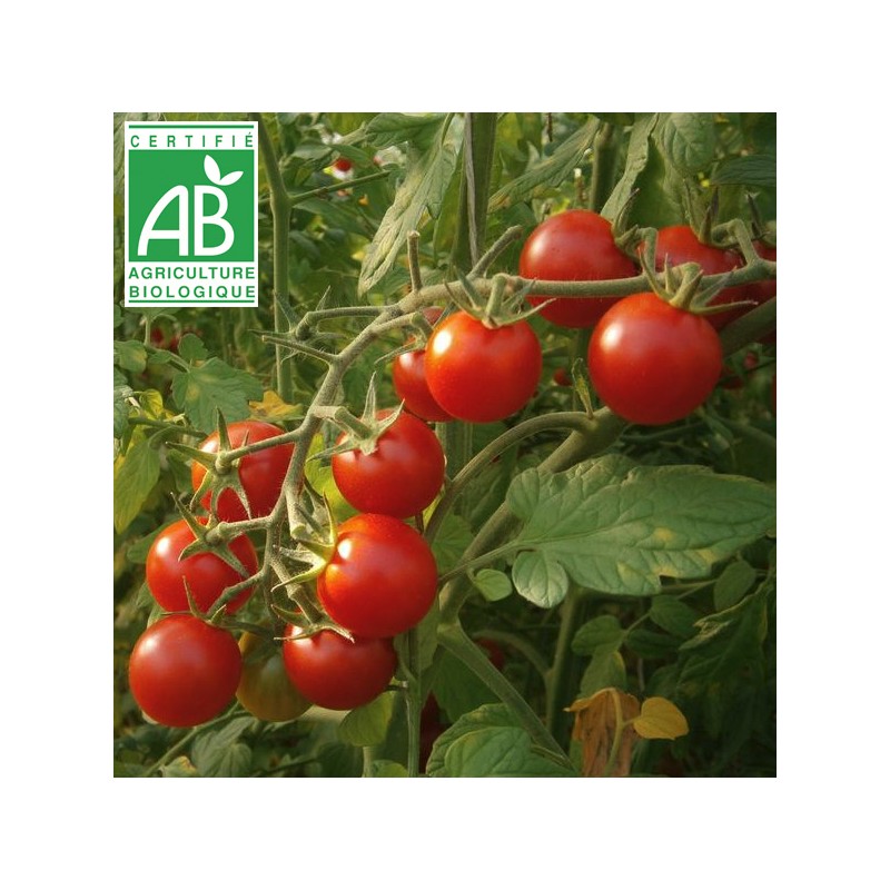 Tomate Cerise Rouge BIO