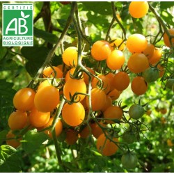 Tomate Clémentine BIO