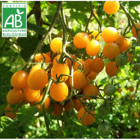 Tomate Clémentine BIO