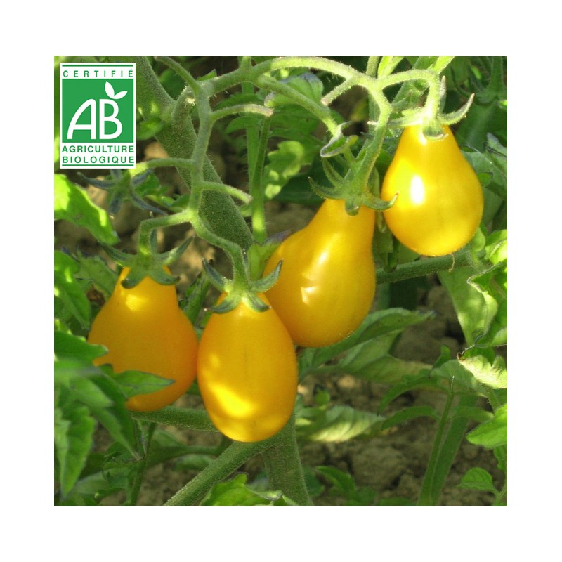 Tomate Poire Jaune BIO