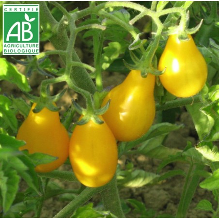 Tomate Poire Jaune BIO