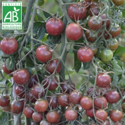 Tomate Black Cherry BIO