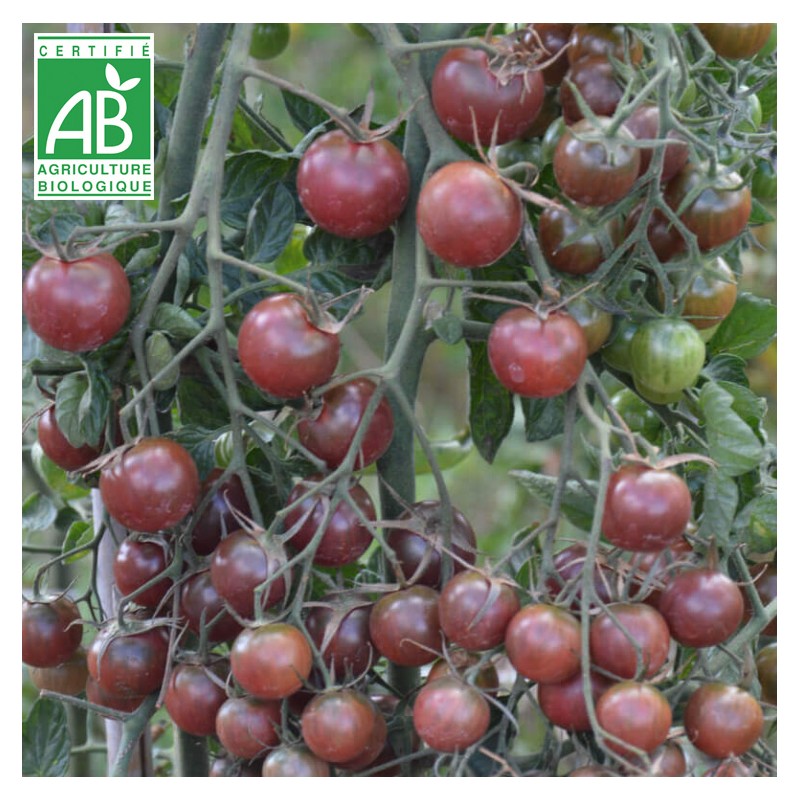 Tomate Black Cherry BIO