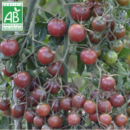 Tomate Black Cherry BIO