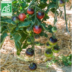 Tomate Bosque Blue BIO