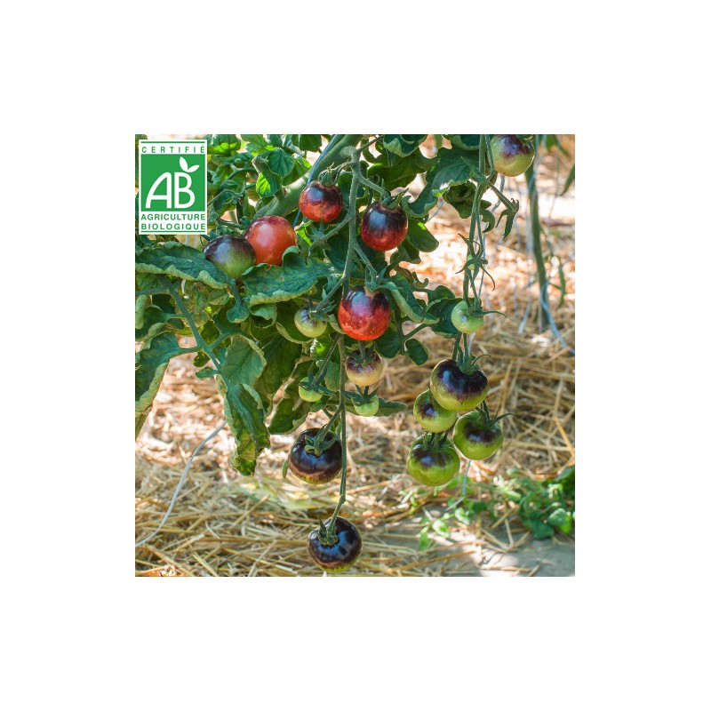 Tomate Bosque Blue BIO