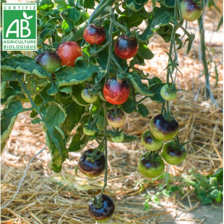 Tomate Bosque Blue BIO