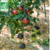 Tomate Bosque Blue BIO