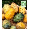 Kiwano