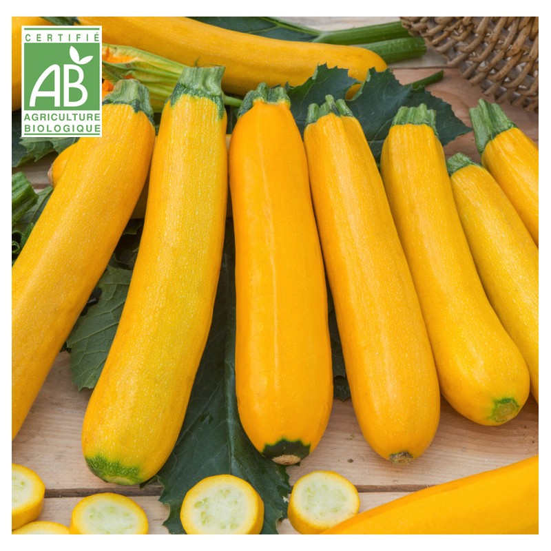 Courgettes Jaunes GOLD RUSH