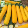 Courgettes Jaunes GOLD RUSH