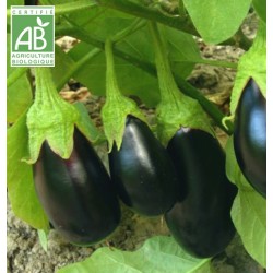 Aubergine du Sud Ouest