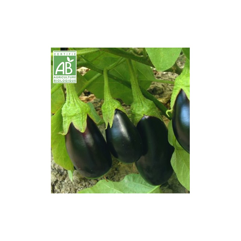 Aubergine du Sud Ouest