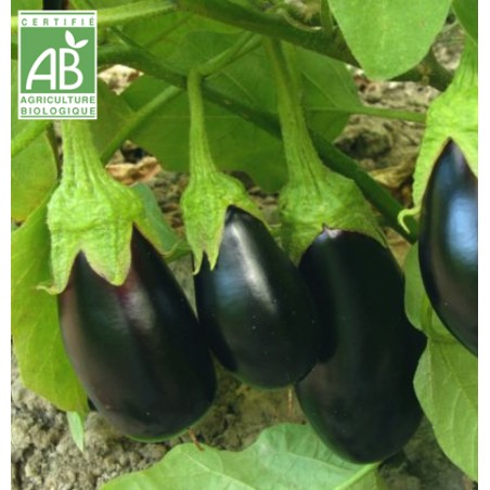 Aubergine du Sud Ouest