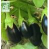 Aubergine du Sud Ouest