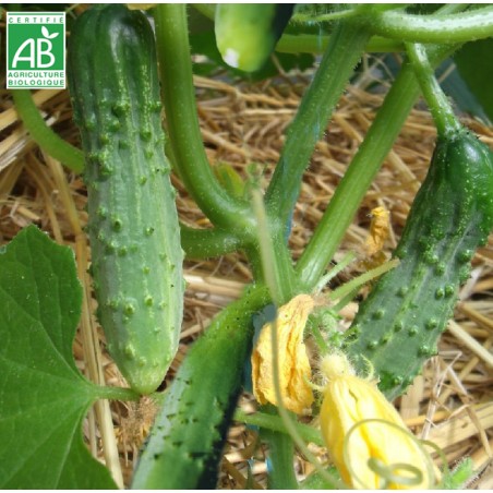 Cornichon fin de meaux