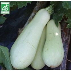 Courgette blanche