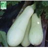 Courgette blanche