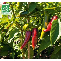 Piment Gorria (type espelette)