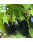 Aubergine